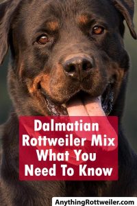 Dalmatian Rottweiler Mix