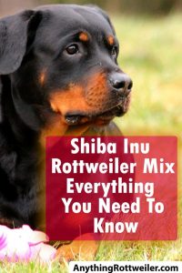 Shiba Inu Rottweiler Mix