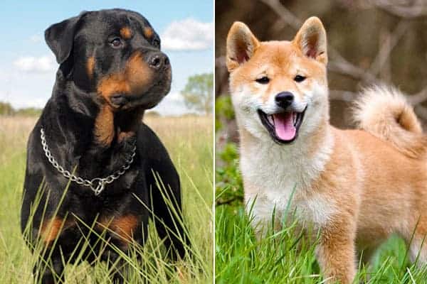 Shiba Inu Rottweiler Mix Everything You Need To Know Anything