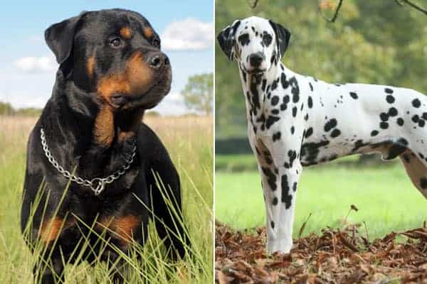 dalmatian rottweiler mix