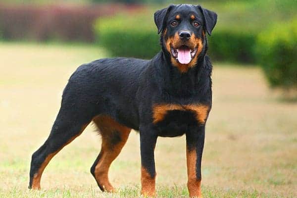 Do Rottweilers Have Webbed Feet? Discover the Surprising Truth