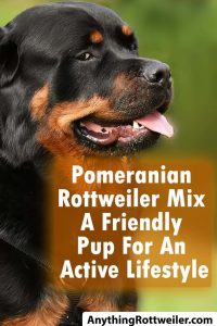 Pomeranian Rottweiler Mix