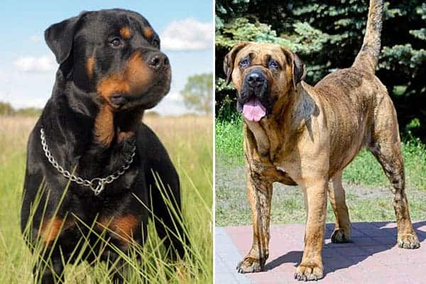 Presa Canario Rottweiler Mix