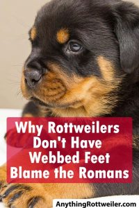 Why Rottweilers Don't Have Webbed Feet