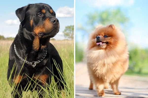 pomeranian rottweiler mix