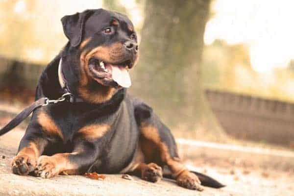 Are Rottweilers Good Off Leash: Find Out If You Can Trust Your Rottie Off Leash