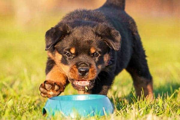 Are Rottweilers Picky Eaters: What to Expect When It Is Feeding Time
