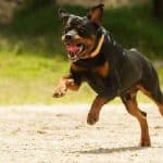 Can You Run With Your Rottweiler