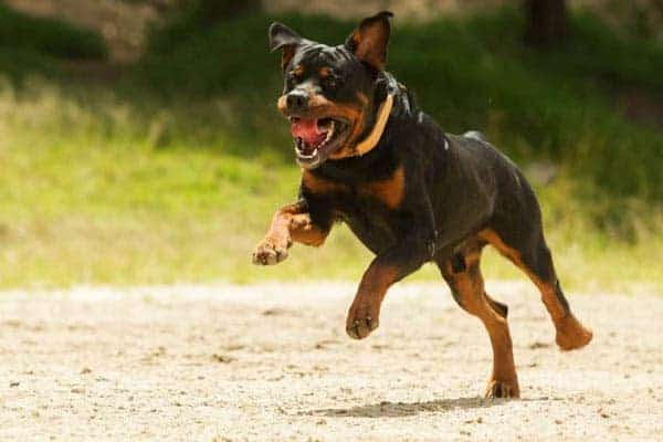 Can You Run With Your Rottweiler