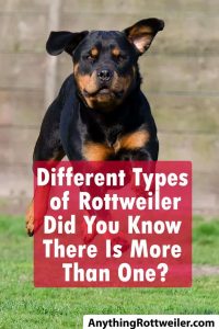 Different Types of Rottweiler