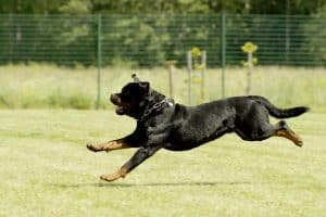How Fast Is a Rottweiler