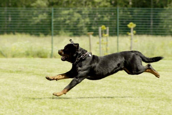 How Fast Is a Rottweiler: the Fast, Faster and Fastest Facts About Rottweilers