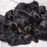 Why do Rottweilers eat their puppies