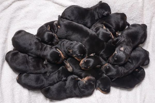 Why Do Rottweilers Eat Their Puppies: the Truth Behind This Distressing Behavior