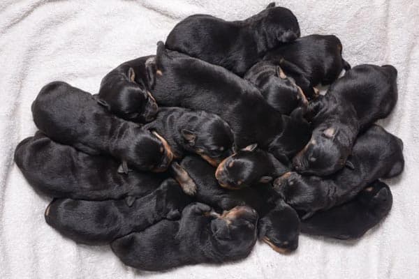 Why do Rottweilers eat their puppies