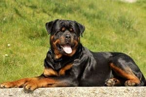 Why do Rottweilers fart so much