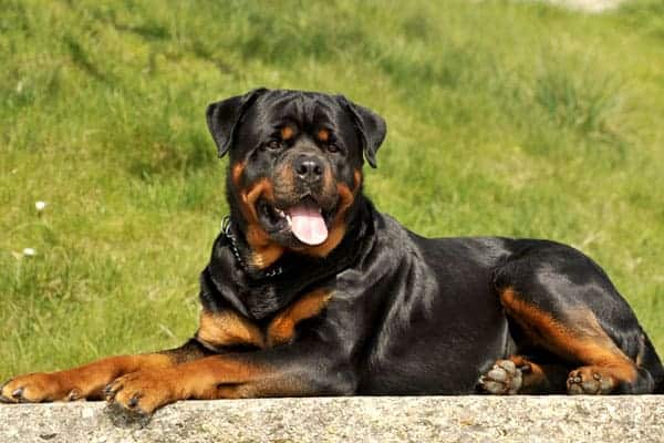 Why Do Rottweilers Fart So Much: A Guide to Your Gassy Rottie