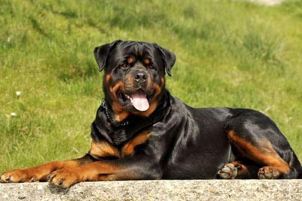 Why do Rottweilers fart so much