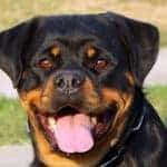 are female rottweilers good guard dogs
