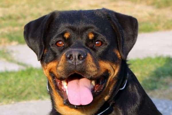 are female rottweilers good guard dogs