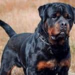 are rottweilers friendly with strangers