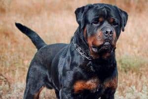 are rottweilers friendly with strangers