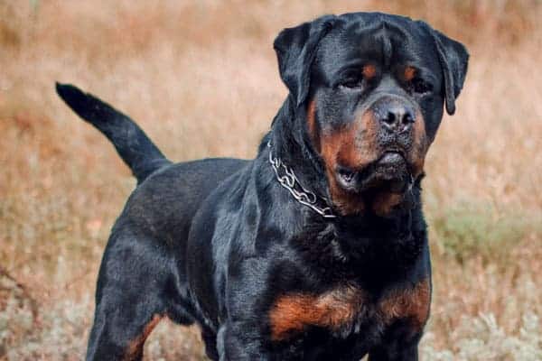 rottweiler aggression towards strangers