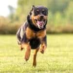 are rottweilers so hyper