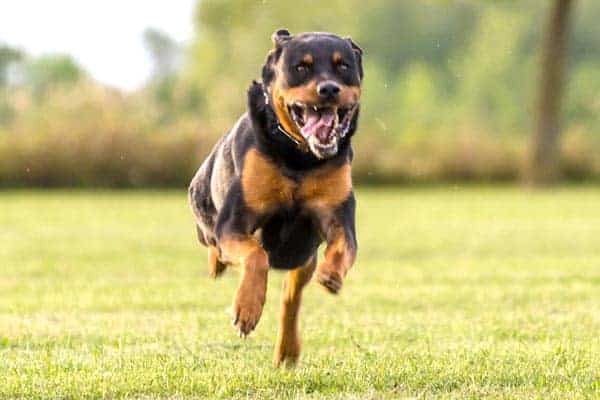 are rottweilers so hyper