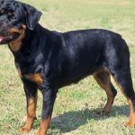 different types of Rottweiler