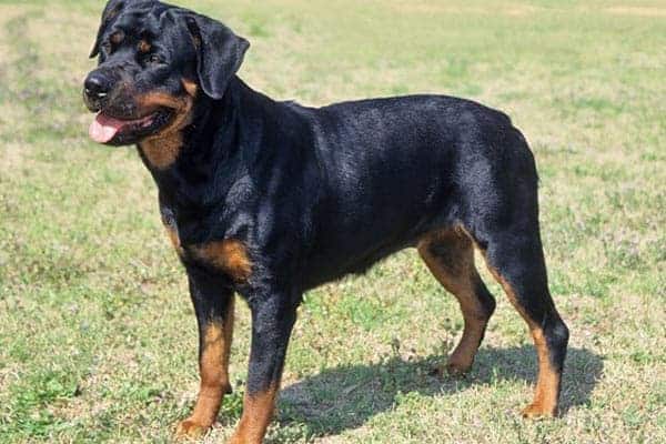 are there 2 different types of rottweilers