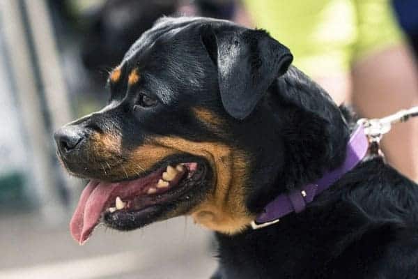 Do Rottweilers Bark A Lot: Temperament Traits Only Rottie Owners Know