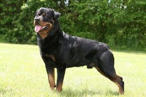 do rottweilers smell
