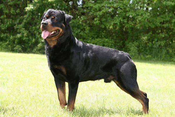 do rottweilers smell
