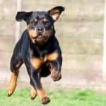 how much exercise does a rottweiler need