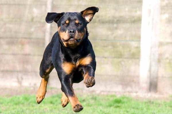 How Much Exercise Does a Rottweiler Need: Guidelines for Your Dog’s Daily Needs