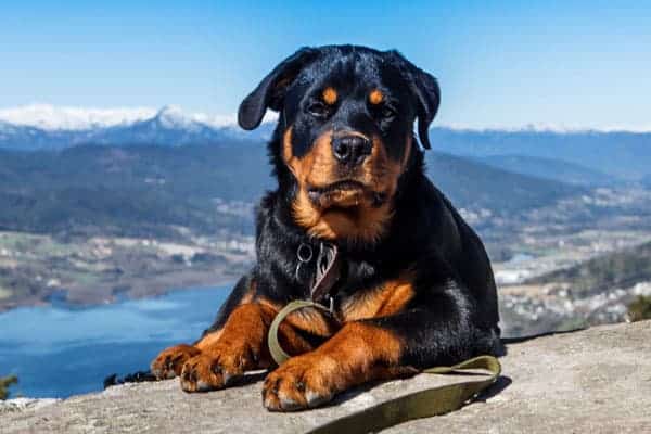 Why Does My Rottweiler Sit on Me: Understanding This Odd Behavior
