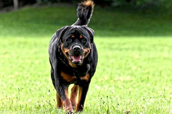 Rottweiler Dog Breed