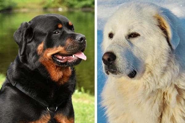 great pyrenees rottweiler mix