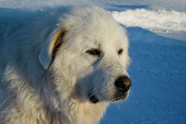 Great Pyrenees