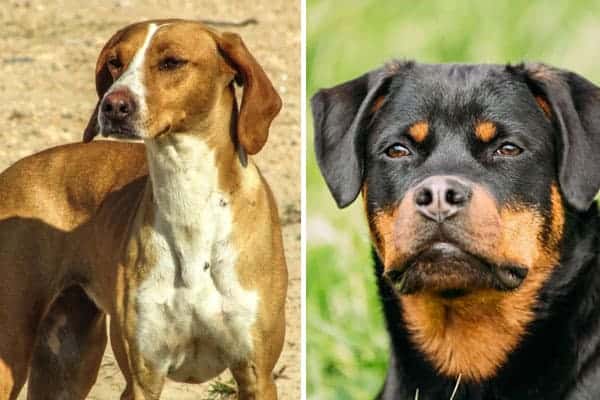 coonhound rottweiler mix