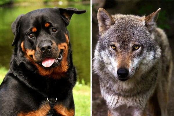 Rottweiler Wolf Mix: Is This Hybrid Dog Real? Find Out the Truth!