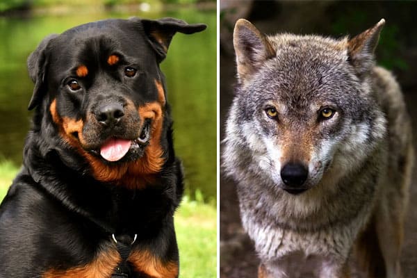 Rottweiler Wolf Mix: Is This Hybrid Dog 