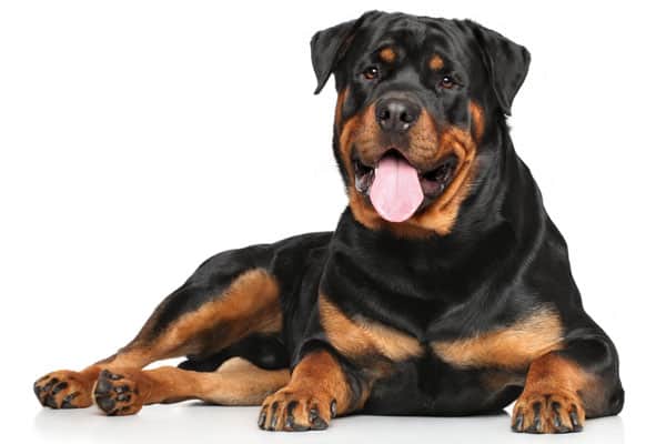 Rottweiler Bite Force: How Strong Is the Rottweiler's Jaw? | Anything ...