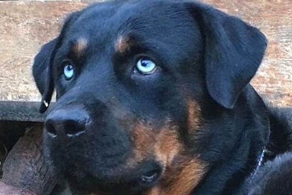 Rottweiler With Blue Eyes