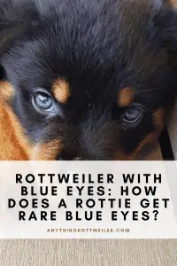 Rottweiler With Blue Eyes