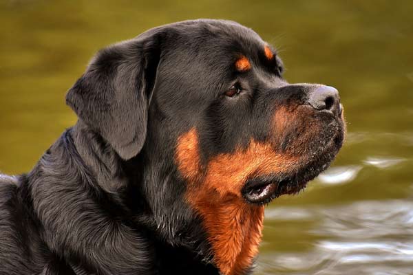 Serbian Rottweiler