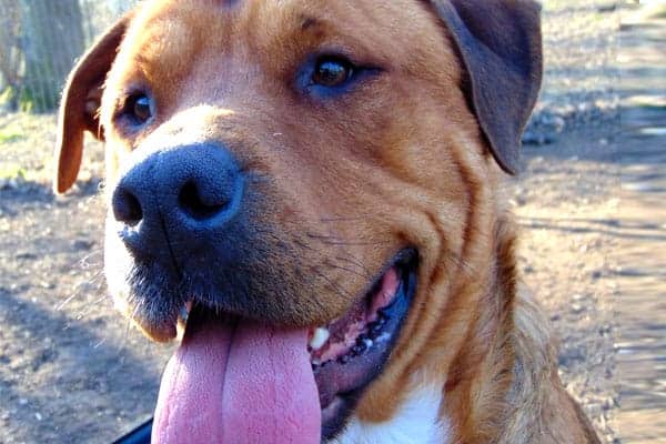 red rottweiler