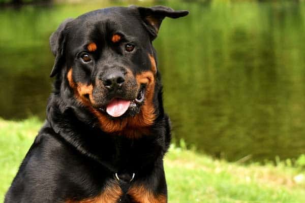 Great Pyrenees Rottweiler Mix: Meet The Lovable, Loyal & Large Greatweiler  | Anything Rottweiler