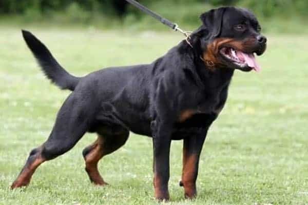 serbian rottweiler